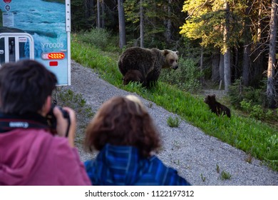 Banff, Alberta, Canada - June 19, 2018:  Tourist Taking Picture Of Mother Grizzly Bear And Her Cubs On The Side Of The Road.