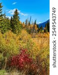 Banff National Park in the Canadian Rockies. Alberta. Blue skies and light clouds. Bright yellow grass and majestic mountains surround the Vermilion Lakes.