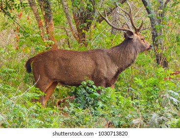 Philippine deer philippine sambar Images, Stock Photos & Vectors ...