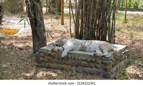 bannerghatta national park bangalore timings