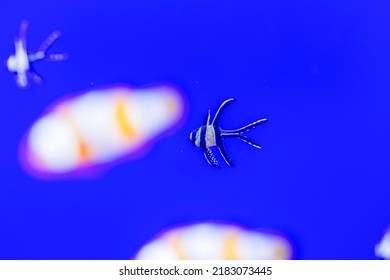 Banggai Cardinal Fish Pterapogon Kauderni A Tropical Fish From The Indo Pacific. High Quality Photo