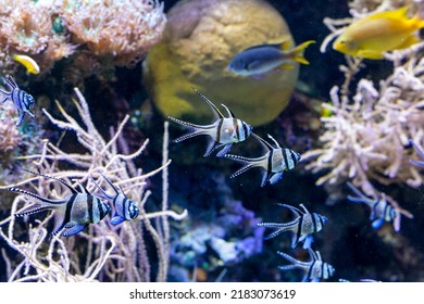 Banggai Cardinal Fish Pterapogon Kauderni A Tropical Fish From The Indo Pacific. High Quality Photo