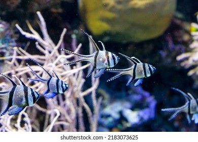 Banggai Cardinal Fish Pterapogon Kauderni A Tropical Fish From The Indo Pacific. High Quality Photo