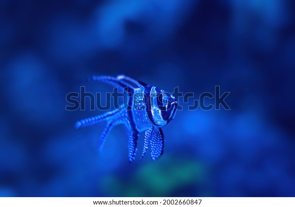 blue cardinal fish