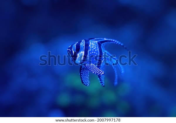 blue cardinal fish