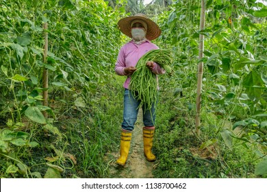 BANGI, MALAYSIA - JUNE 20, 2018. A Foreign Female Worker From Indonesia Is Picking Long Beans At The Farm In Bangi, Selangor.