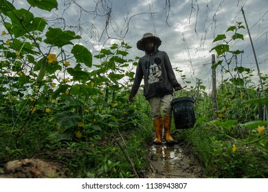 BANGI, MALAYSIA - JUNE 20, 2018. A Foreign Male Worker From Indonesia Are Working At The Farm In Bangi, Selangor.