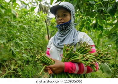 BANGI, MALAYSIA - JUNE 20, 2018. A Foreign Female Worker From Indonesia Poses As She Picking Long Beans At The Farm In Bangi, Selangor.