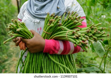 BANGI, MALAYSIA - JUNE 20, 2018. A Foreign Female Worker From Indonesia Holding Chinese Long Beans At The Farm In Bangi, Selangor.