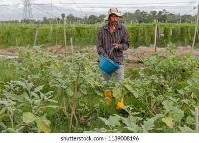 BANGI, MALAYSIA - JUNE 20, 2018. A Foreign Male Worker From Indonesia Are Working At The Farm In Bangi, Selangor.