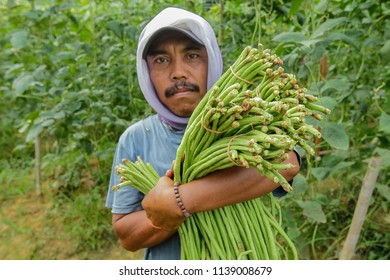 BANGI, MALAYSIA - JUNE 20, 2018. A Foreign Male Worker From Indonesia Holding Chinese Long Beans At The Farm In Bangi, Selangor.