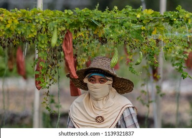 BANGI, MALAYSIA - JUNE 20, 2018. A Foreign Female Worker From Indonesia Is Working At The Bitter Melon Farm In Bangi, Selangor.