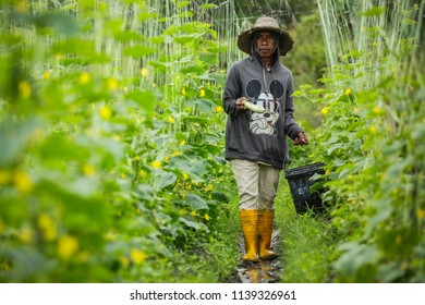 BANGI, MALAYSIA - JUNE 20, 2018. A Foreign Male Worker From Indonesia Working At The Cucumber Farm In Bangi, Selangor.