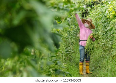 BANGI, MALAYSIA - JUNE 20, 2018. A Foreign Female Worker From Indonesia Is Picking Long Beans At The Farm In Bangi, Selangor.