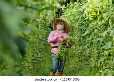 BANGI, MALAYSIA - JUNE 20, 2018. A Foreign Female Worker From Indonesia Is Picking Long Beans At The Farm In Bangi, Selangor.