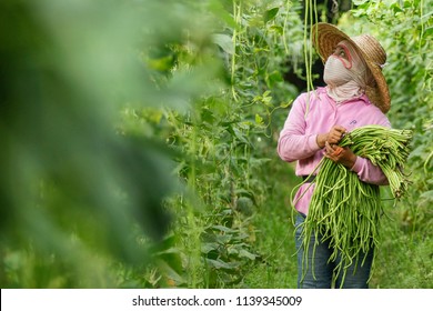 BANGI, MALAYSIA - JUNE 20, 2018. A Foreign Female Worker From Indonesia Is Picking Long Beans At The Farm In Bangi, Selangor.