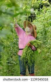 BANGI, MALAYSIA - JUNE 20, 2018. A Foreign Female Worker From Indonesia Is Picking Long Beans At The Farm In Bangi, Selangor.