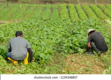 BANGI, MALAYSIA - JUNE 20, 2018. The Foreign Male Workers From Indonesia Are Working At The Farm In Bangi, Selangor.