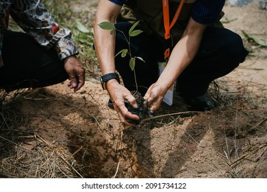 Bangka Belitung, Indonesia, 16 Desember 2021. Seen A Hand Planting Trees, To Preserve The Forest 