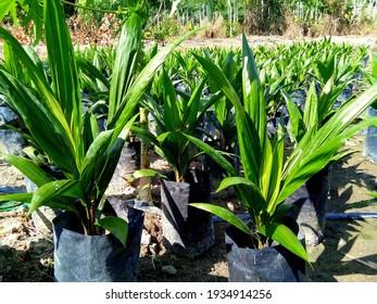 Bangka Island, Indonesia - Desember 19, 2019 : Oil palm seedlings at oil palm nursery.
