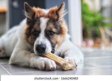 Bangkaew Brown Thai Dog Eats Bones