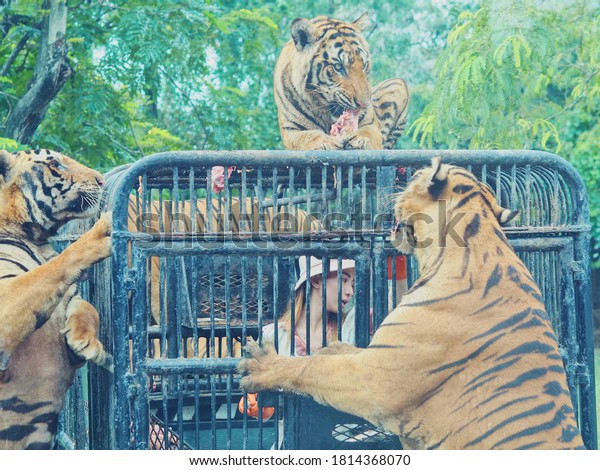 Bangkok, Thailand, 13 September 2020; Feeding\
time of Bengal tigers enjoy eating fresh meat around steel cage\
truck. Women caretaker inside truck at safari park. Photo taken\
through car glass\
window.