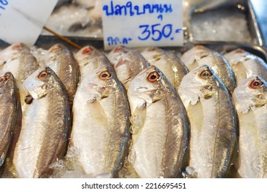 Bangkok Thailand 2022 October 11 Fresh Fish In Ice Box For Sale At Seafood Market Bangkok