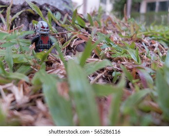 Bangkok, Thailand: 26 Jan 2017 - Lego Antman walking in the garden. This mini figure is from Superhero sets. Lego is a brick brand by Lego group.