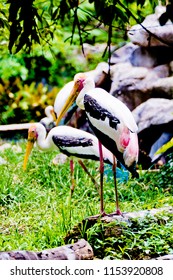 Bangkok, Thailand – August ,5,2018 : Say Goodbye To The Painted Stork  In Dusit Zoo , Bangkok. Which Will Closing Ceremony On August 31, 2018