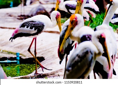 Bangkok, Thailand – August ,5,2018 : Say Goodbye To The Painted Stork  In Dusit Zoo , Bangkok. Which Will Closing Ceremony On August 31, 2018