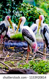 Bangkok, Thailand – August ,5,2018 : Say Goodbye To The Painted Stork  In Dusit Zoo , Bangkok. Which Will Closing Ceremony On August 31, 2018