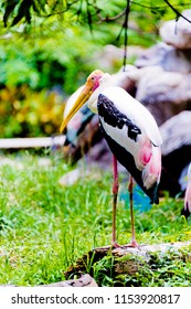 Bangkok, Thailand – August ,5,2018 : Say Goodbye To The Painted Stork  In Dusit Zoo , Bangkok. Which Will Closing Ceremony On August 31, 2018