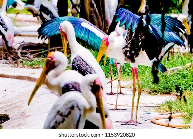 Bangkok, Thailand – August ,5,2018 : Say Goodbye To The Painted Stork  In Dusit Zoo , Bangkok. Which Will Closing Ceremony On August 31, 2018