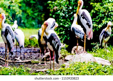 Bangkok, Thailand – August ,5,2018 : Say Goodbye To The Painted Stork  In Dusit Zoo , Bangkok. Which Will Closing Ceremony On August 31, 2018