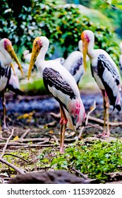 Bangkok, Thailand – August ,5,2018 : Say Goodbye To The Painted Stork  In Dusit Zoo , Bangkok. Which Will Closing Ceremony On August 31, 2018