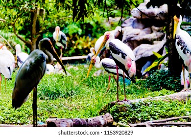 Bangkok, Thailand – August ,5,2018 : Say Goodbye To The Painted Stork  In Dusit Zoo , Bangkok. Which Will Closing Ceremony On August 31, 2018