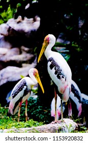 Bangkok, Thailand – August ,5,2018 : Say Goodbye To The Painted Stork  In Dusit Zoo , Bangkok. Which Will Closing Ceremony On August 31, 2018