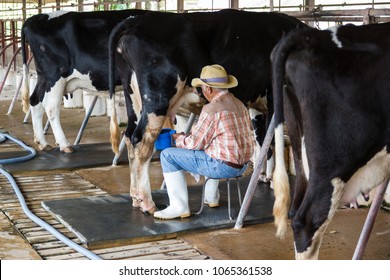 Bangkok Thailand:- February 3, 2018:- man hand milking a cow by hand, cow standing in the corral, dairy farm of Thailand.