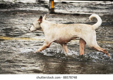 BANGKOK, THAILAND - NOVEMBER 10 : the dog run away from flood on the kanjanpisak road November 10, 2011 in Bangkok, Thailand.