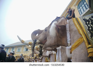 Bangkok, Thailand November 8, 2016 : White Eleven elephants to pay respect to late Thai king Bhumibol Adulyadej at the front of the Royal Palace on November 8, 2016 in Bangkok, Thailand.
