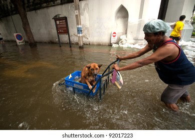 BANGKOK, THAILAND - OCTOBER 31 : unidentified People and dogs running in flood water in Bangkok after the heaviest rains in 50 years in Thailand on October 31, 2011 in Bangkok, Thailand