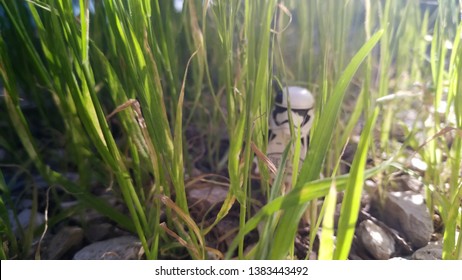 Bangkok Thailand on April 29, 2019: stormtrooper minifigure was among grass 