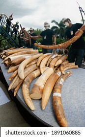 
BANGKOK ,THAILAND-AUGUST 26 , 2015 : Government officials An unknown man is destroying the seized ivory. From illegal ivory traders in Thailand This policy is set by the United Nation Organization.