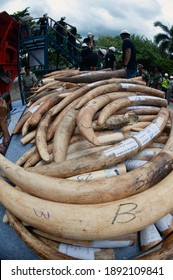 BANGKOK ,THAILAND-AUGUST 26 , 2015 : Government officials An unknown man is destroying the seized ivory. From illegal ivory traders in Thailand This policy is set by the United Nation Organization.