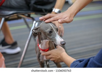 Bangkok Thailand-MAY-31-2018;Magyar Agár Dog Is Being Pampered By Their Owners By Patting Their Heads With PET EXPO 2018 At Queen Sirikit National Convention Center