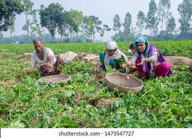 Bangladesh – November 25, 2014: In winter some Local farmers are on potato harvesting field at Thakurgong, Bangladesh.