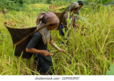 Bangladeshi Indigenous Farmers Busy Harvesting Jhum Stock Photo ...