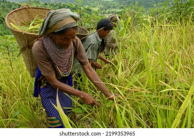 939 Bangladeshi Farmer Images, Stock Photos & Vectors | Shutterstock