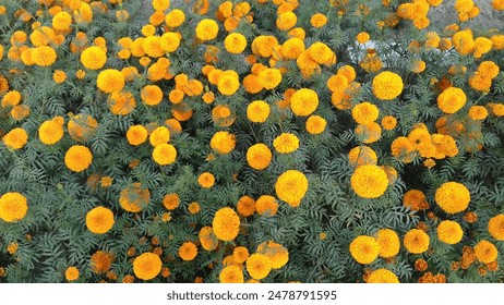 Bangladeshi marigold blossom in garden. In Bangladeshi gardens, marigolds bloom with vibrant hues, their petals like bursts of sunshine against lush greenery.  - Powered by Shutterstock