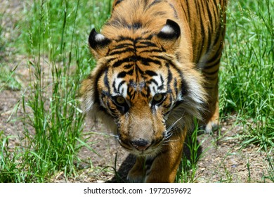 Bangle Tiger Stalking In The Grass